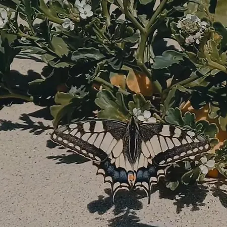 Prázdninový dům Casa Calado Cadima